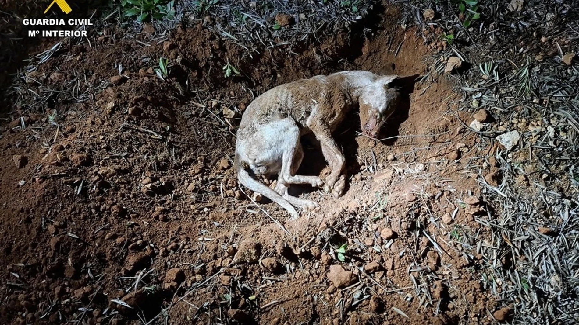 Perro muerto por su dueño en Castellar de Santiago (Ciudad Real)