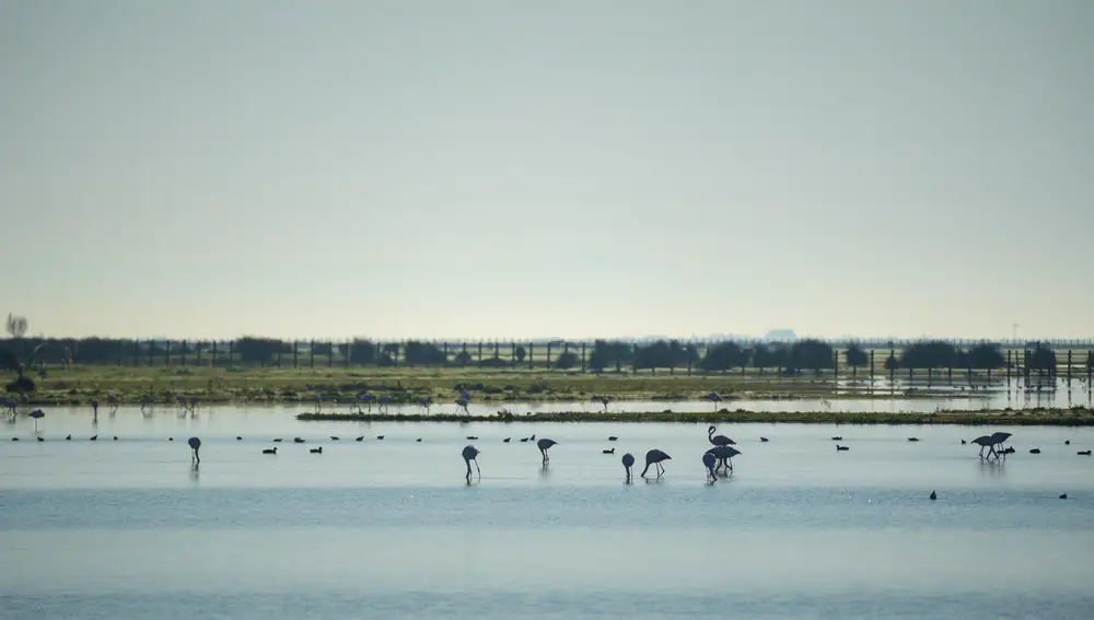 Imagen reciente del Parque Nacional de Doñana, que sufre una situación crítica debido a múltiples factores, entre los que se encuentra la sequía que sufre la región