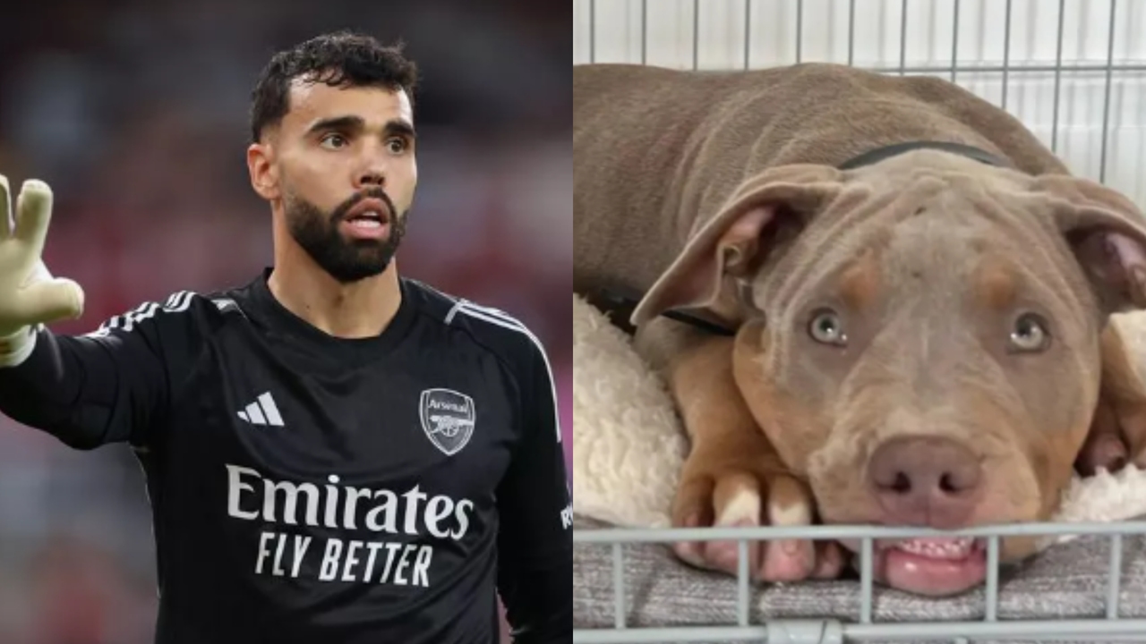This is the XL Bully, the breed of dog banned in the United Kingdom that protects a Spanish footballer