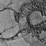 Encuentran el fósil de un espectacular "dragón" de hace 240 millones en China