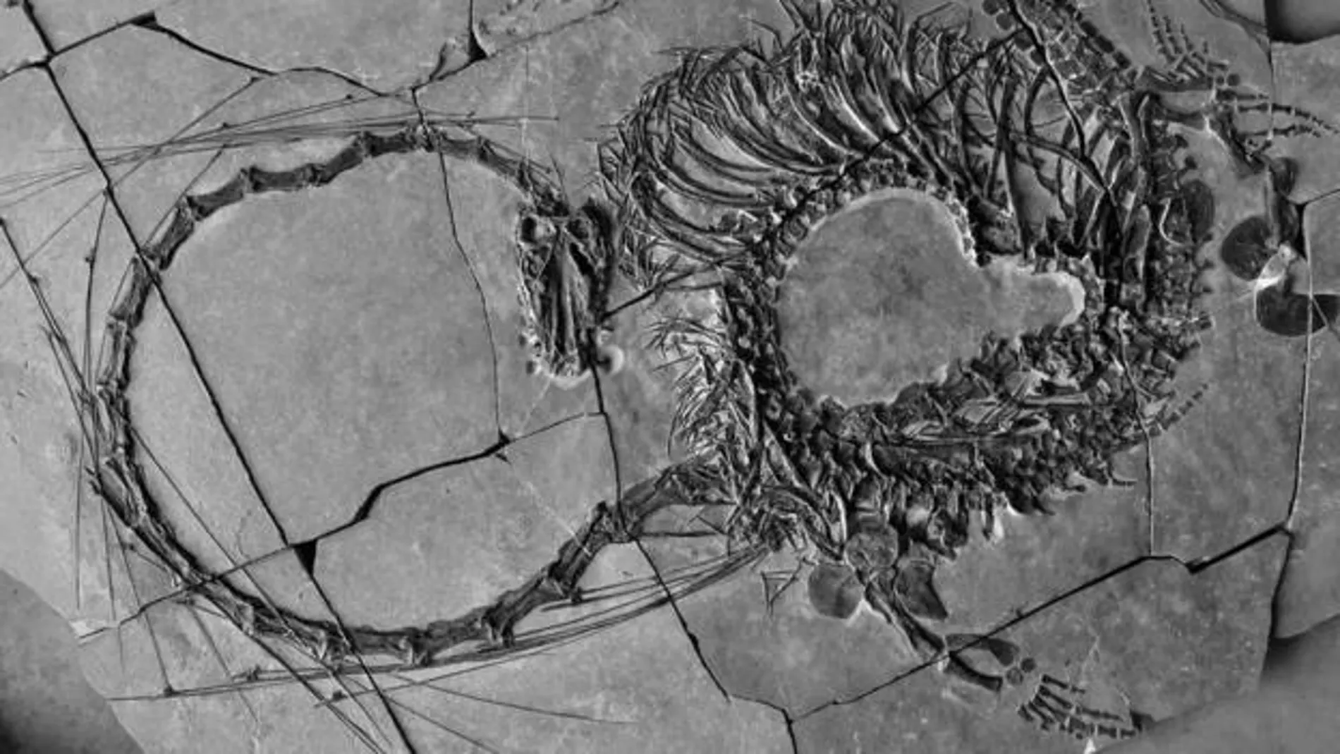 Encuentran el fósil de un espectacular "dragón" de hace 240 millones en China
