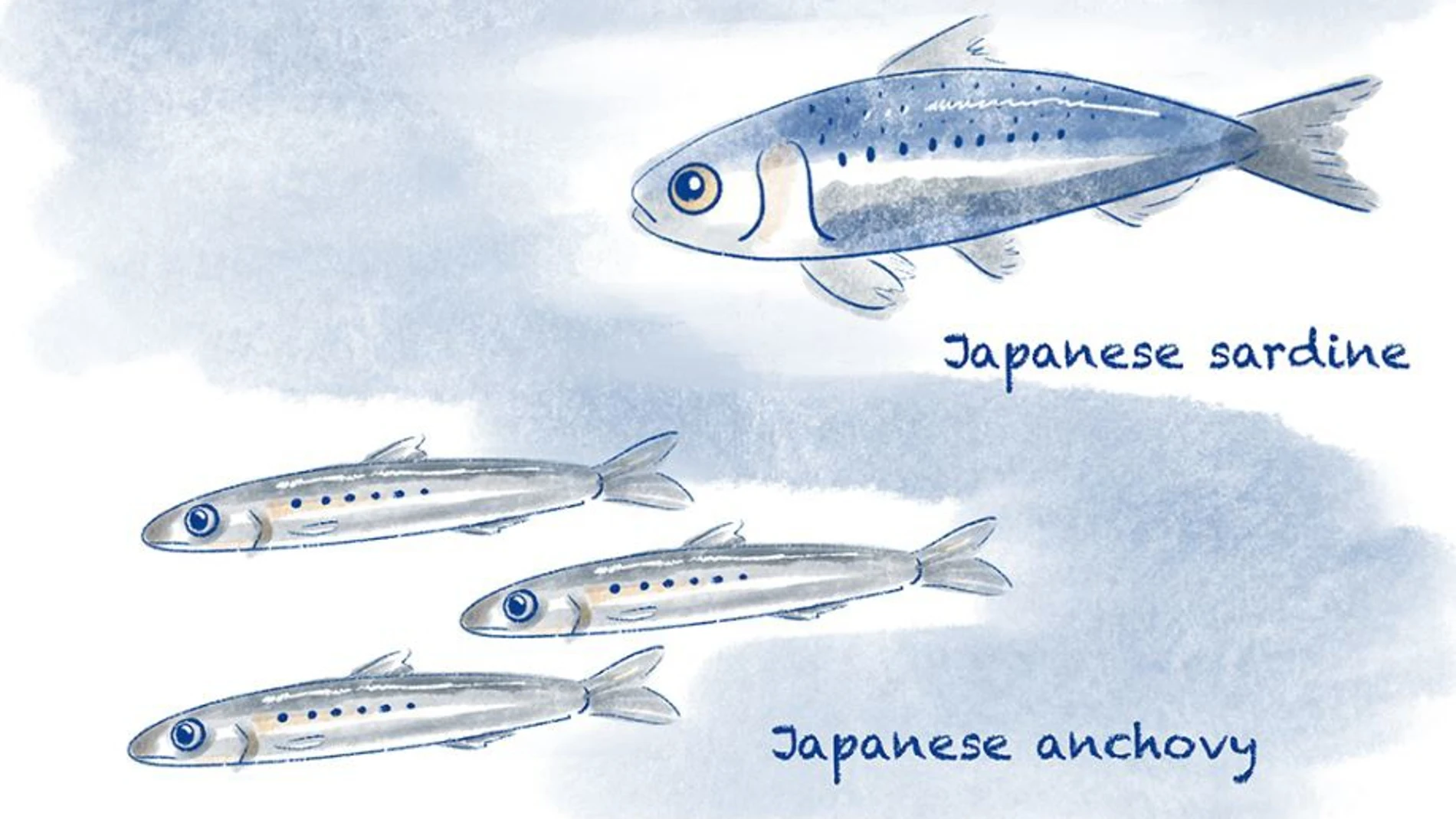 La anchoa japonesa y la sardina japonesa constituyen una gran proporción de la importante población pesquera de la zona 2024 NICOLA BURGHALL 28/02/2024