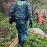 Animal muerto en una explotación ganadera de Uceda (Guadalajara) por falta de cuidado