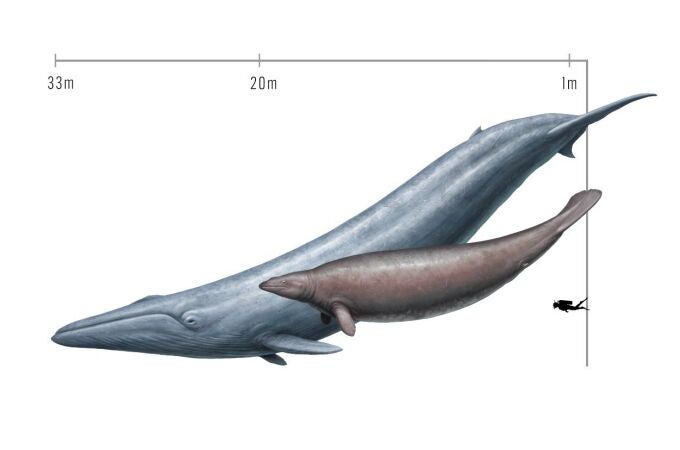 Comparación del tamaño de una ballena azul (Balaenoptera musculus) y el extinto Perucetus colossus, conocido a partir de un fósil descubierto en Perú.
