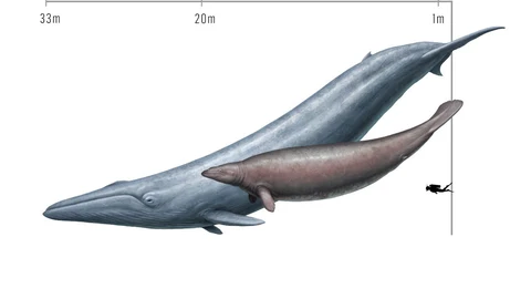 Comparación del tamaño de una ballena azul (Balaenoptera musculus) y el extinto Perucetus colossus, conocido a partir de un fósil descubierto en Perú.