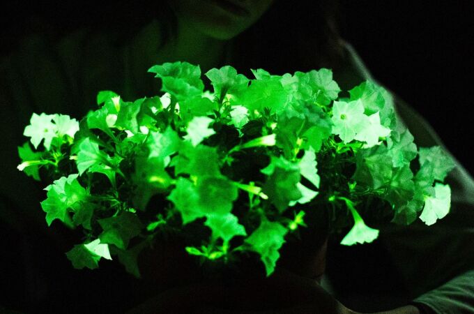 Las petunias bioluminiscentes de Light Bio ya han llegado al mercado estadounidense 