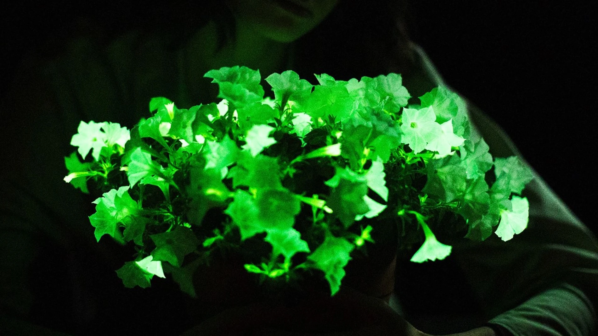 Las petunias bioluminiscentes de Light Bio ya han llegado al mercado estadounidense 