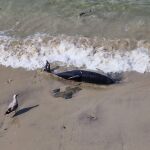 El 45% de los cetáceos que aparecen muertos en las costas gallegas se deben a capturas accidentales.