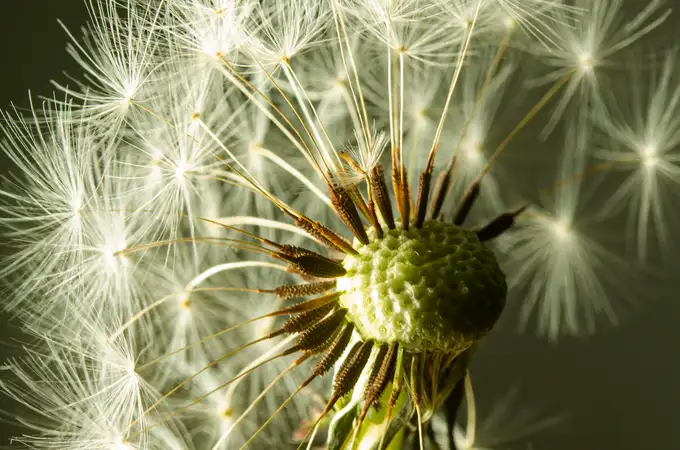 Consejos para sobrellevar la alergia al polen esta primavera 