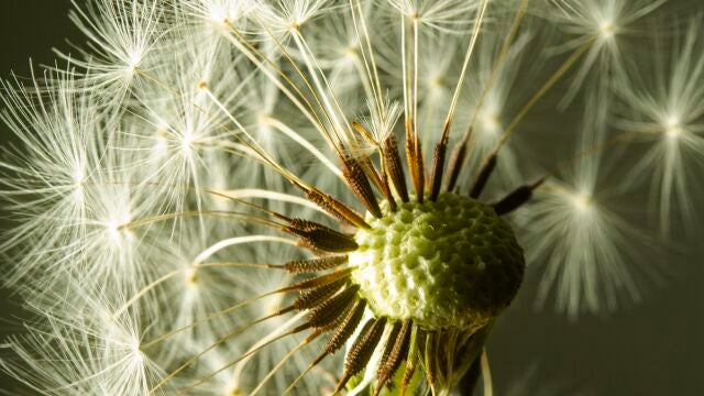 Alergia primaveral