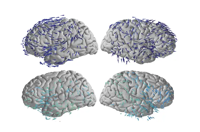 Descubren que las ondas cerebrales viajan en direcciones opuestas en un caso específico: la memoria