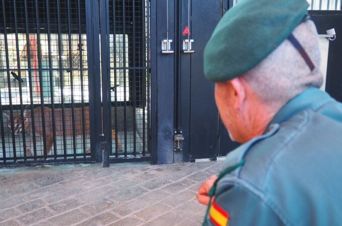 La Guardia Civil interviene un ejemplar de lince africano en el jardín de una vivienda en Marbella