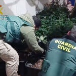 La Guardia Civil desmantela un invernadero con 200 plantas de marihuana en una céntrica vivienda de Cieza