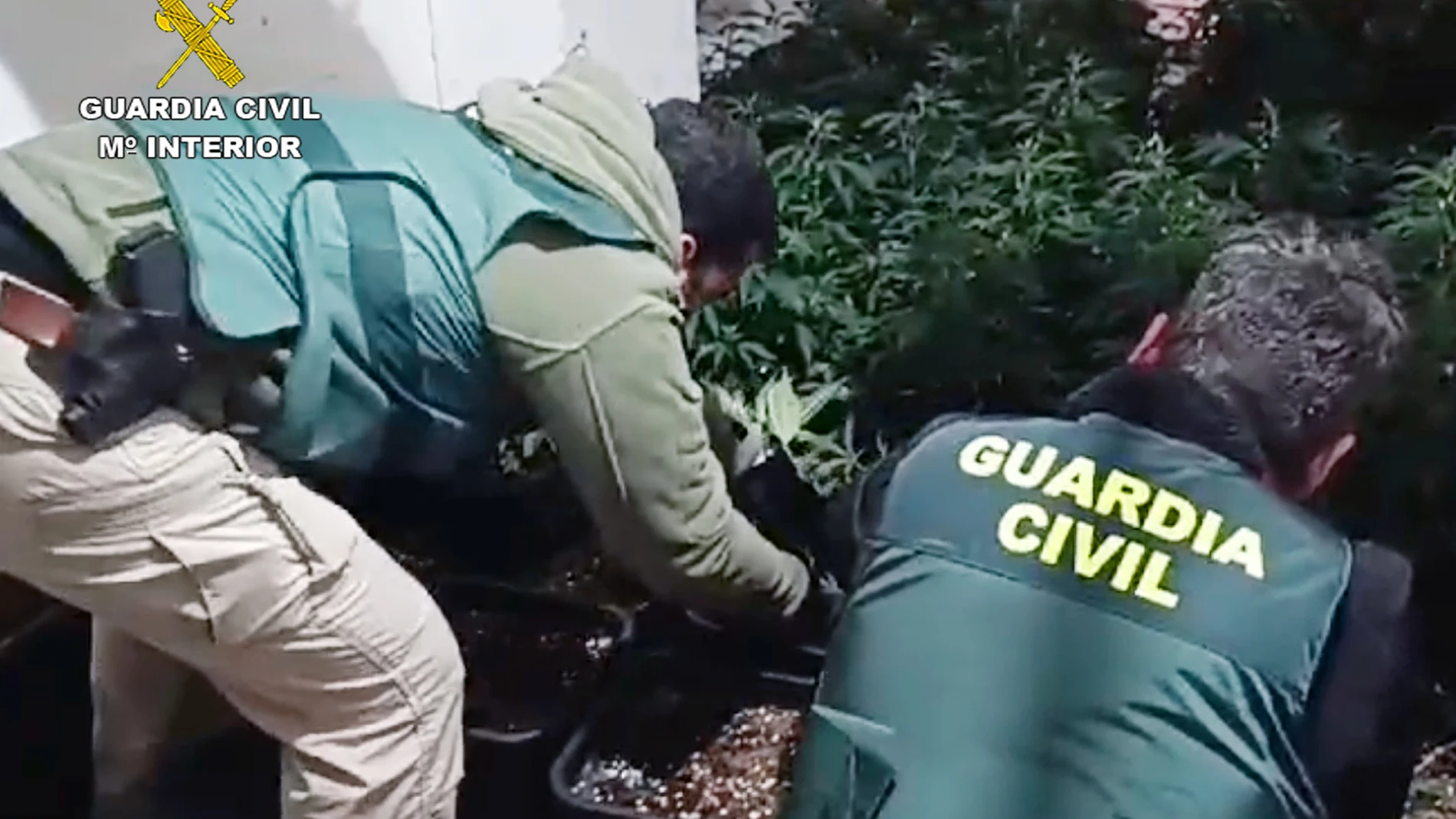 La Guardia Civil desmantela un invernadero con 200 plantas de marihuana en una céntrica vivienda de Cieza GUARDIA CIVIL 11/03/2024
