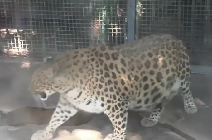 Este es el leopardo obeso que será sometido a dieta en un zoo en China