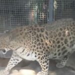 Un zoo de China pondrá a dieta a un leopardo obeso que causa furor entre los visitantes
