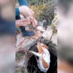 La Guardia Civil rescata a un perro que había caído a un pozo