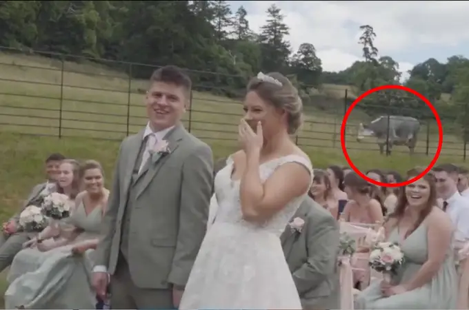 Una vaca se 'opone' a una boda con un mugido y se vuelve viral