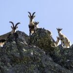 Grupo de cabras montesas en Las Batuecas