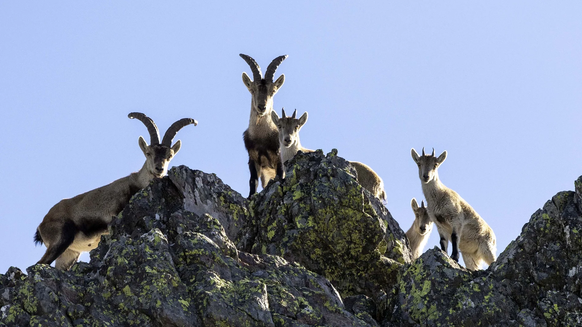 Grupo de cabras montesas en Las Batuecas