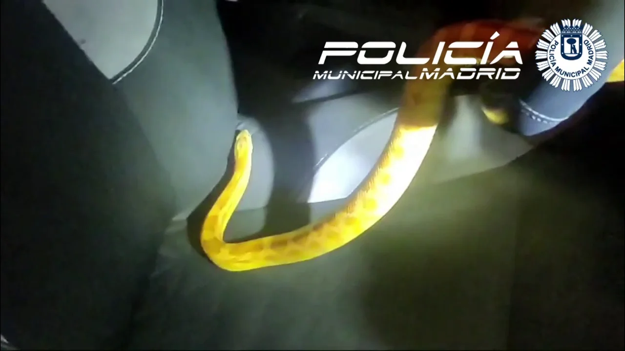 ¡Para que te de un colapso! Vas en tu coche y te encuentras esto de copiloto 3 Merca2.es Fue en horas de la noche, así que revisa el sitio de copiloto con la luz interna del coche siempre