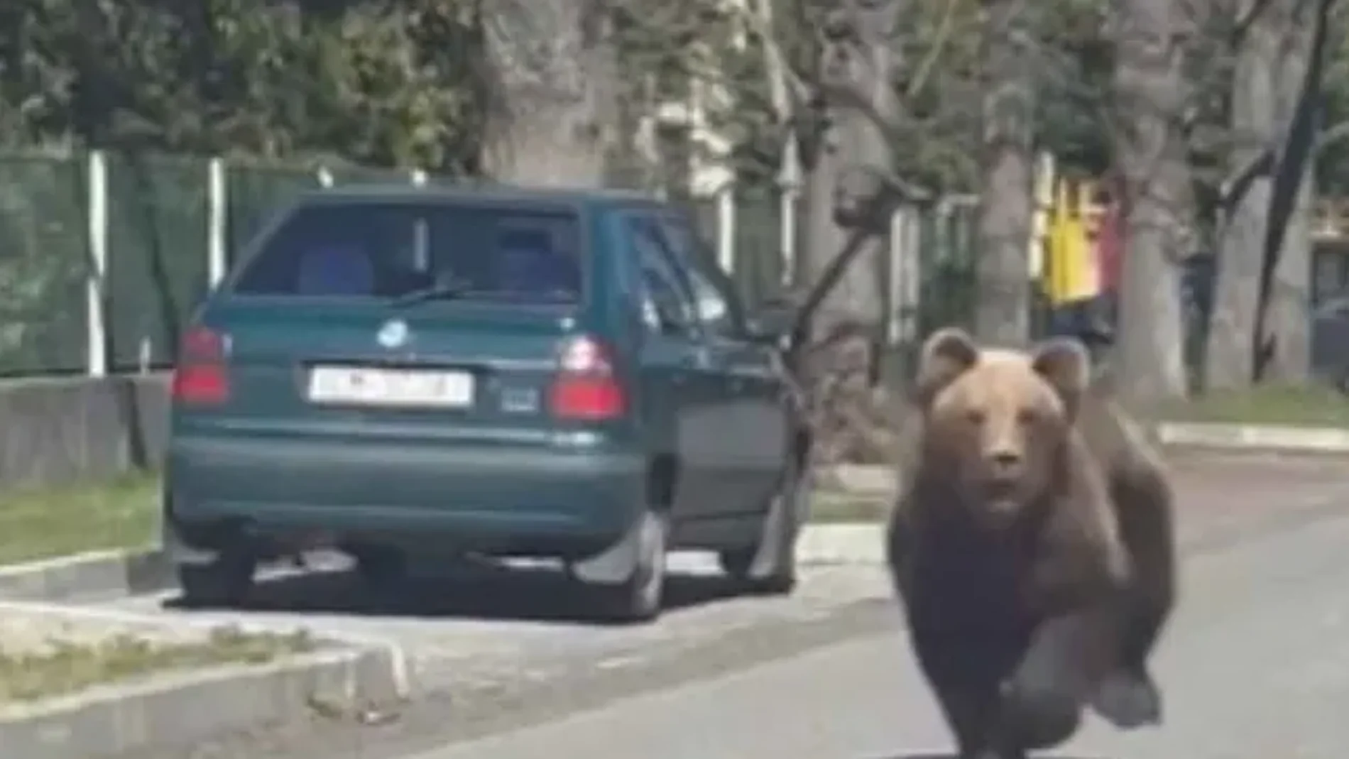Un oso, en una calle de e Liptovsky Mikulas, Eslovaquia