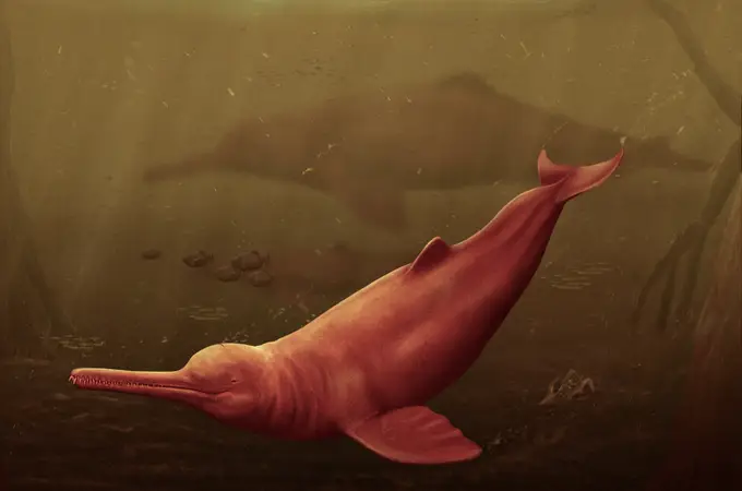 Descubren el fósil de un delfín gigante en el Amazonas