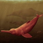 Representación artística de Penabista Yacuruna, el delfín de agua dulce de mayor tamaño.
