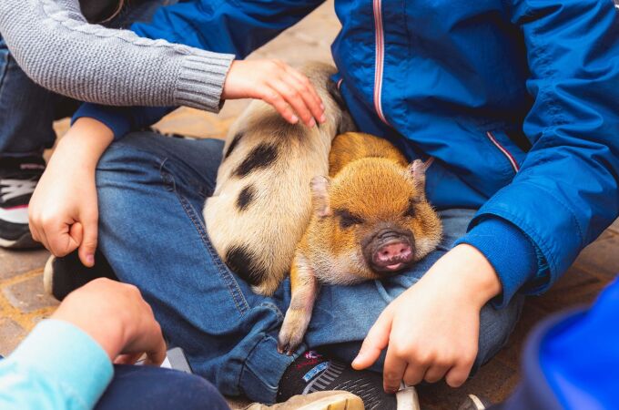 El trasplante se realizó con el higado de un cerdo pigmeo Bama