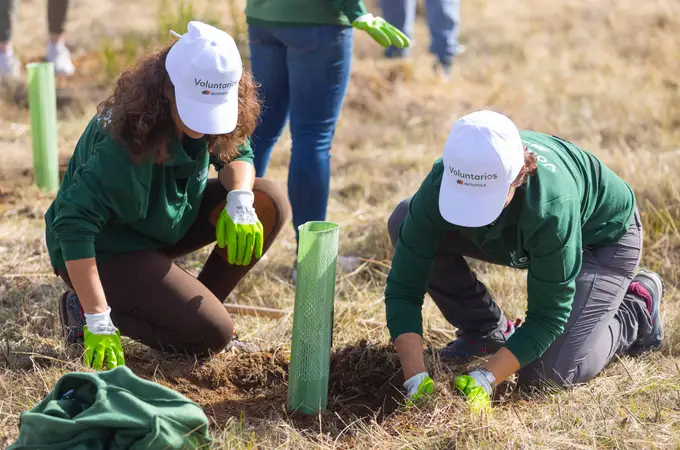 Iberdrola ha plantado ya más de tres millones de árboles