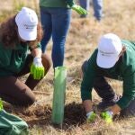 En España se han plantado ya 932.000 ejemplares en proyectos de conservación y restauración de ecosistemas