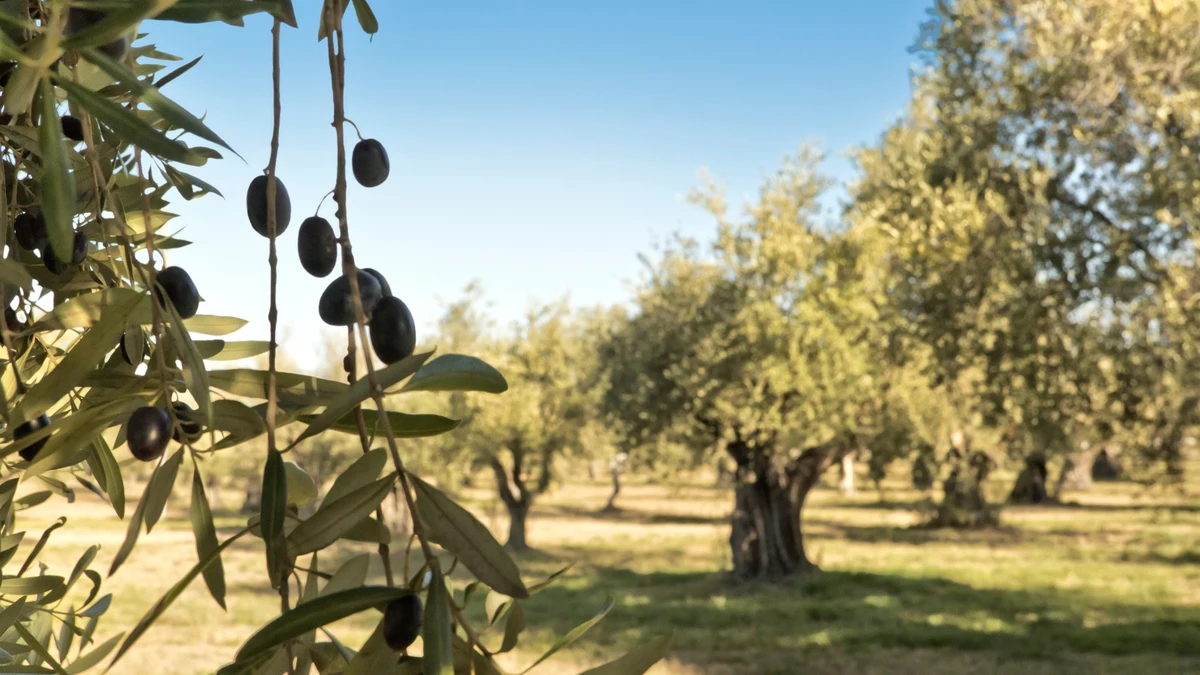 El precio del aceite de oliva se orienta de forma clara a la baja