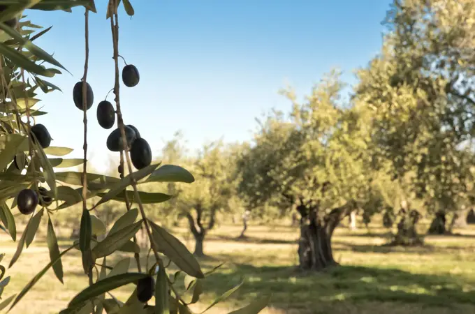 El precio del aceite de oliva se orienta de forma clara a la baja