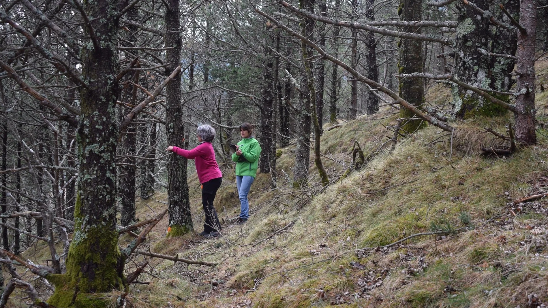 Marcaje de árboles que se retirarán en el bosque de Molló (Girona)