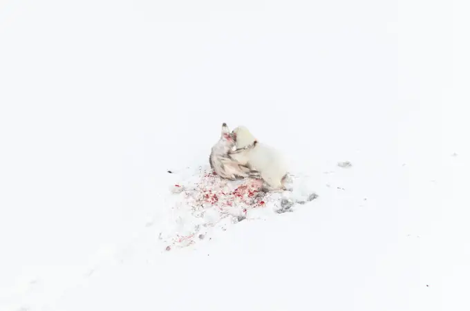 Primeras imágenes de un oso polar cazando renos