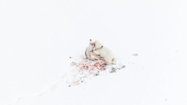 Oso polar cazando renos