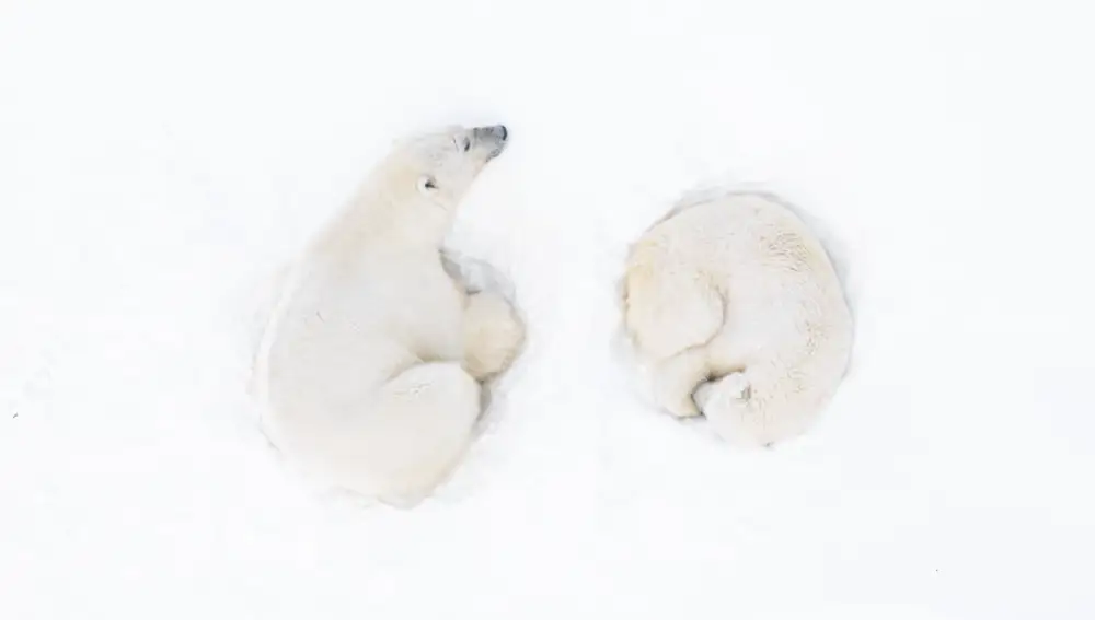 La rutina de los osos polares fotografiada como nunca
