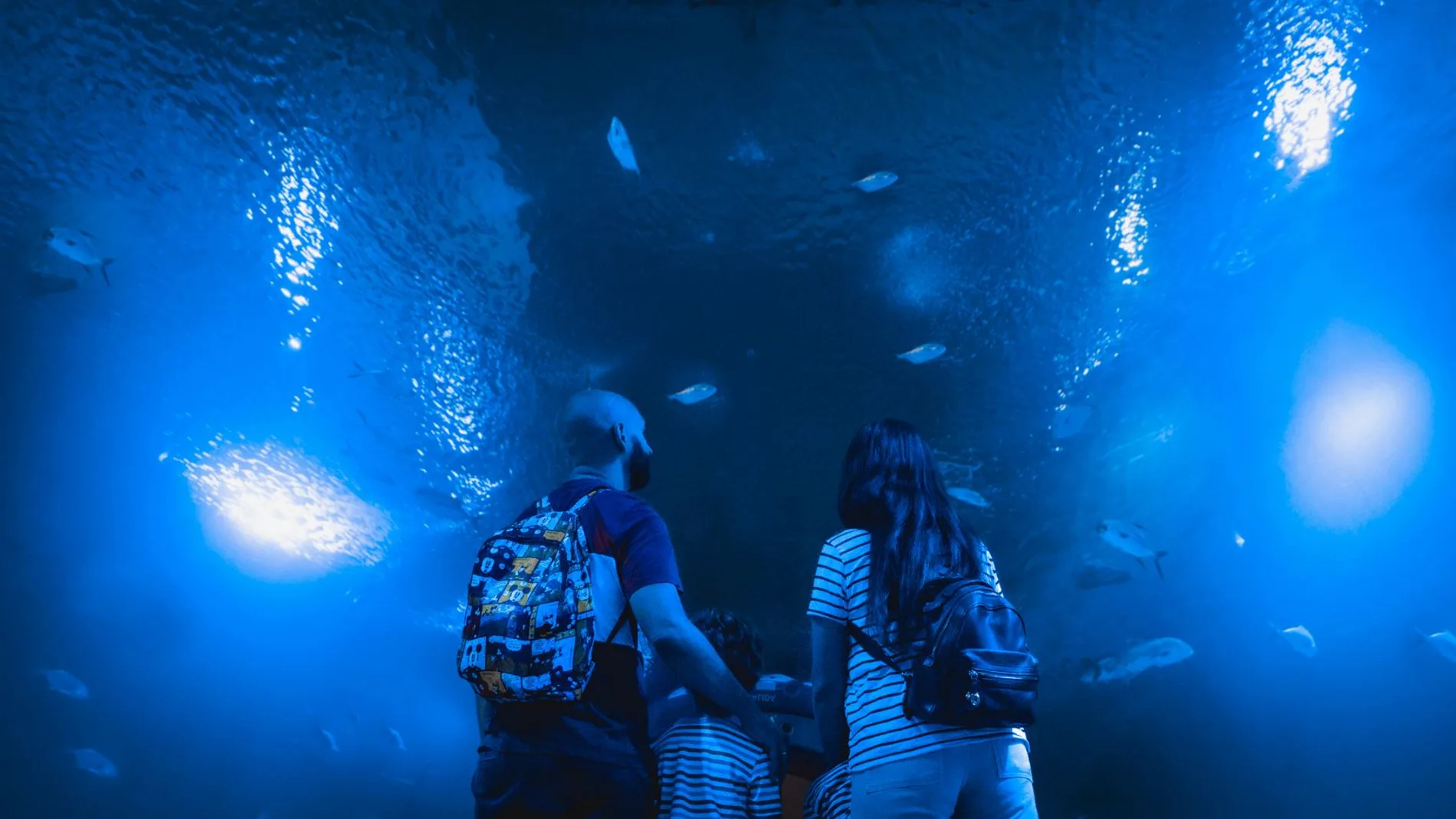 Una familia en el túnel de los tiburones del Oceanogràfic