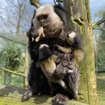 Nacen trillizos de tití de Geoffroy en el Zoo de Santillana del Mar
