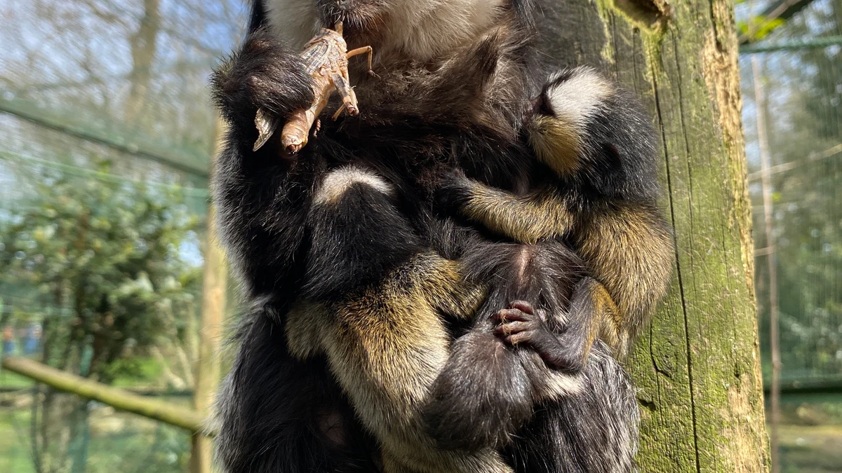 Nacen trillizos de este curioso primate en peligro de extinción en un zoo de Cantabria