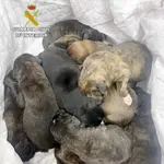 La Guardia Civil rescata a 11 cachorros que iban a ser abandonados en un paraje de Cieza (Murcia)