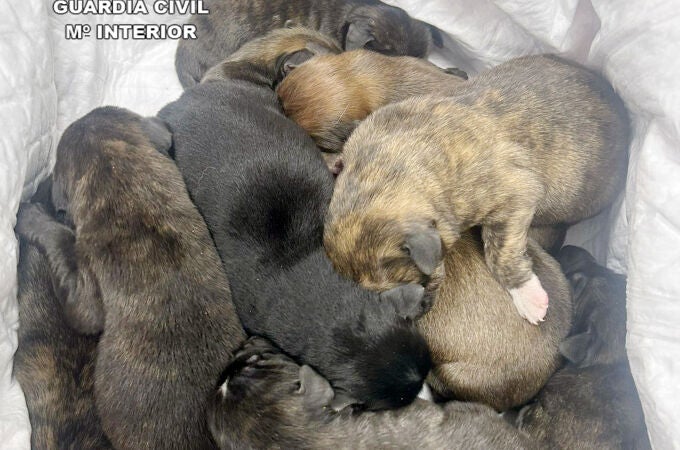 La Guardia Civil rescata a 11 cachorros que iban a ser abandonados en un paraje de Cieza (Murcia)