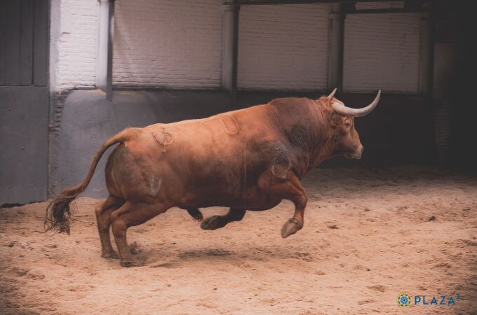 ¿Quiénes son los toreros que actuarán en Madrid este Domingo de Resurrección?