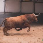 ¿Quiénes son los toreros que actuarán en Madrid este Domingo de Resurrección?