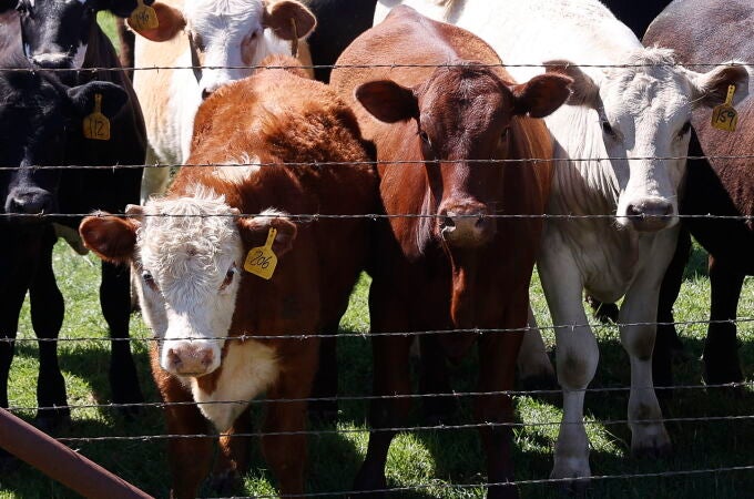 En varios estados de EE UU hay vacas infectadas con gripe aviar