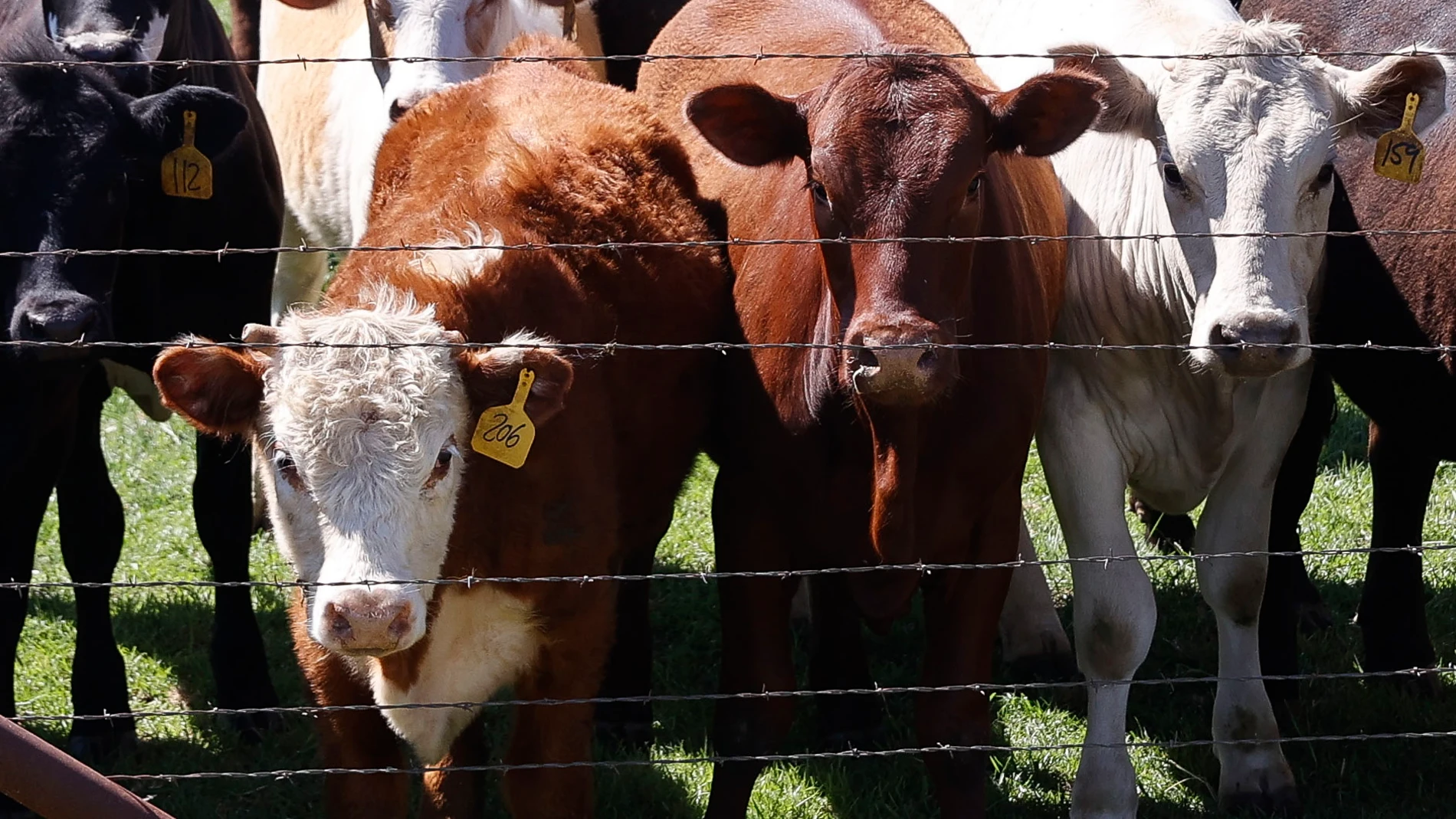 Vacas de una ganadería en Austin (Texas)