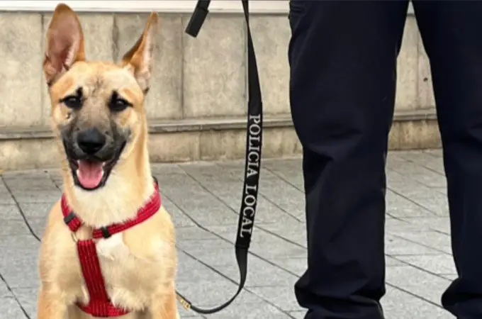 Fénix, el pastor belga rescatado por la Policía Local que se prepara para ser perro antidrogas
