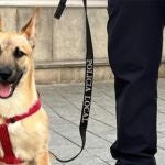 Fénix, el pastor belga que fue maltratado y que ahora adiestran como perro policía