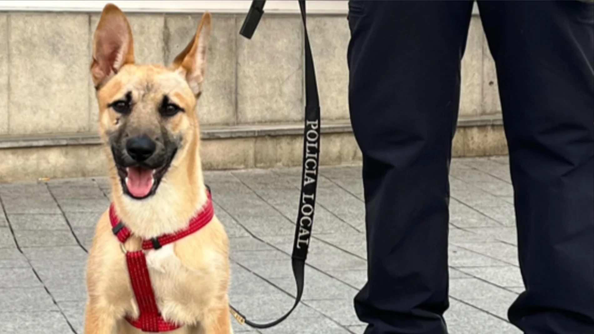 Fénix, el pastor belga que fue maltratado y que ahora adiestran como perro policía