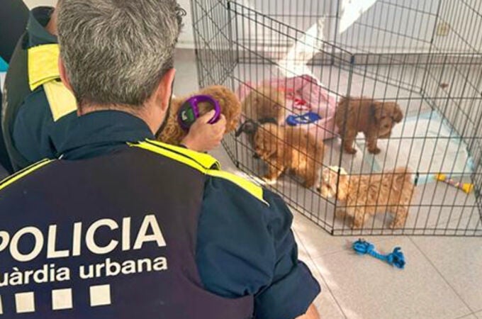 El centro de yoga que contrabandeaba con cachorros de perro en Barcelona